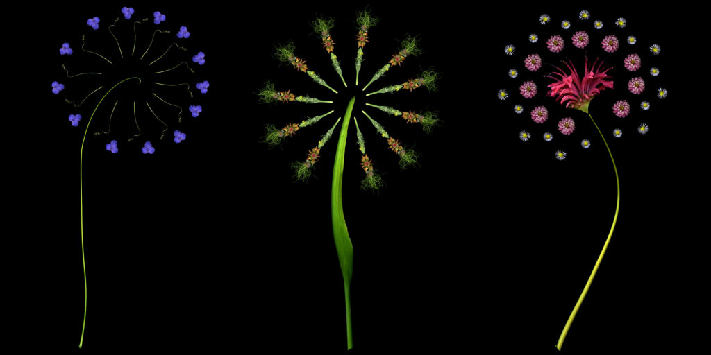 three floral fireworks