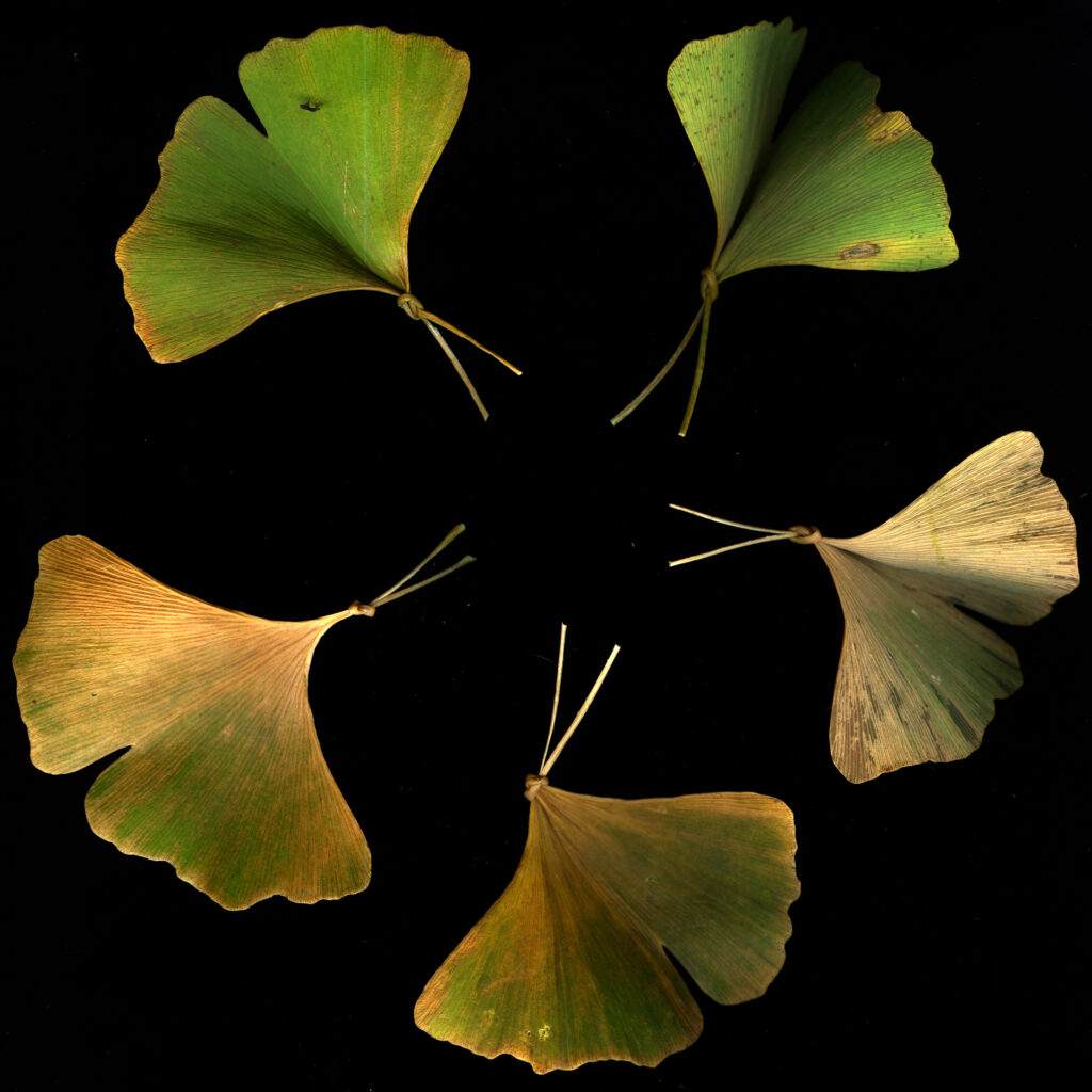Gingko butterflies