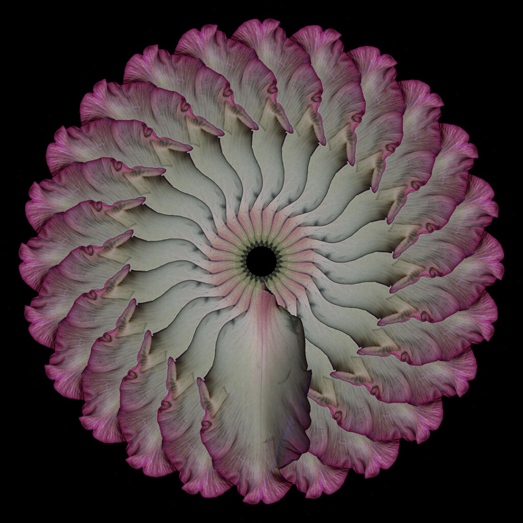 Gladiola petal
