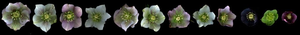 hellebores