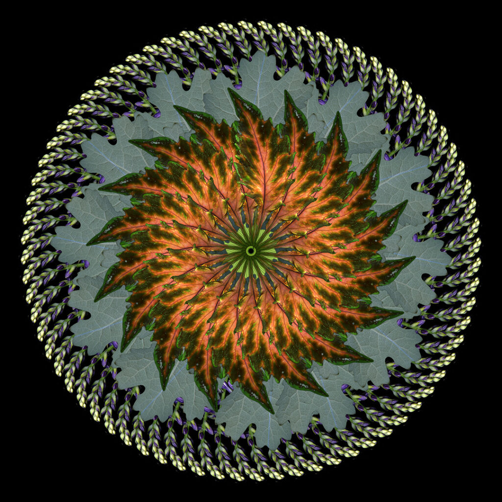 coleus plume poppy hosta flower