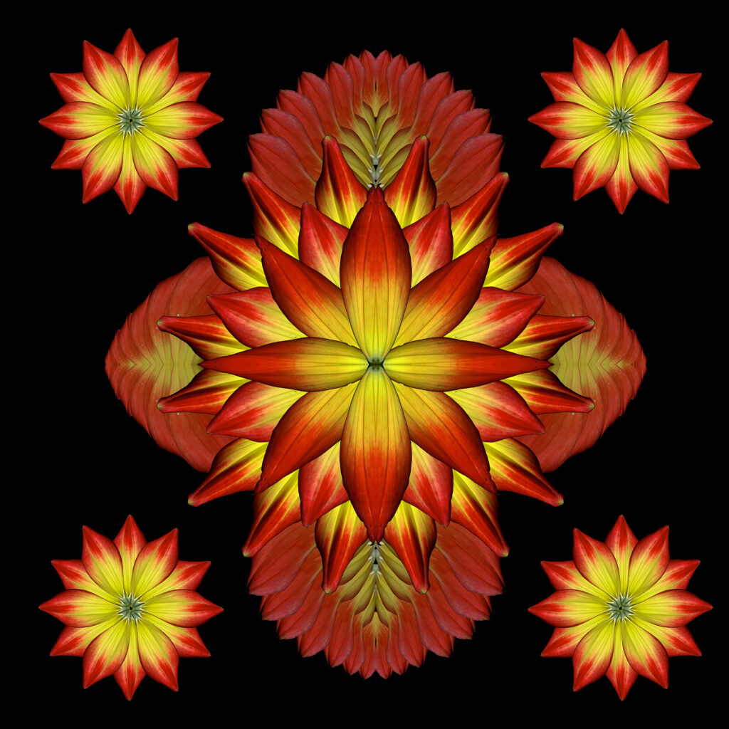 hot petals