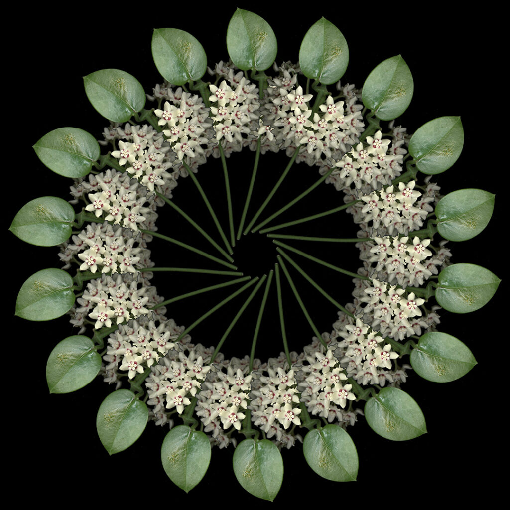 more green and white plant matter
