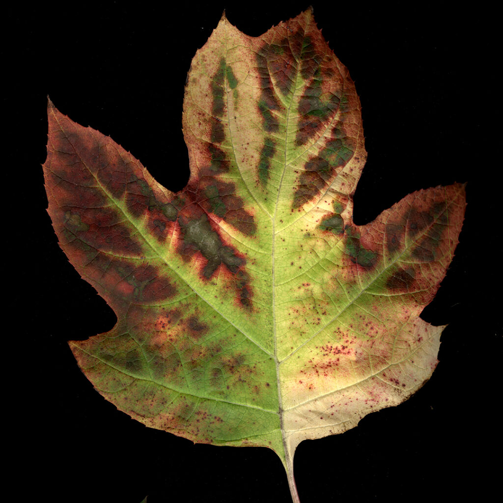 hydrangea leaf