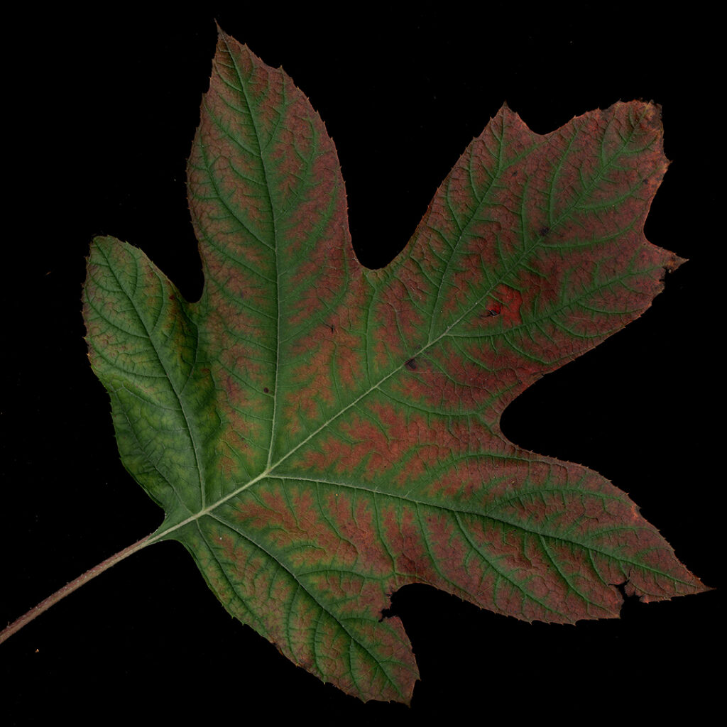 hydrangea leaf
