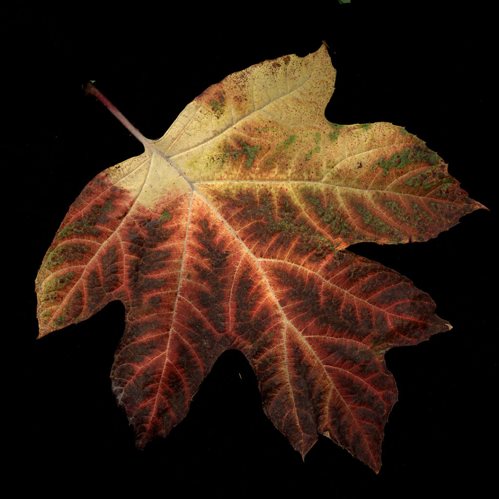 hydrangea leaf