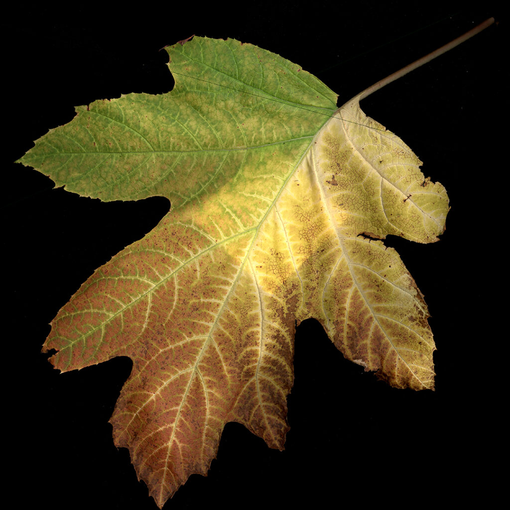 hydrangea leaf