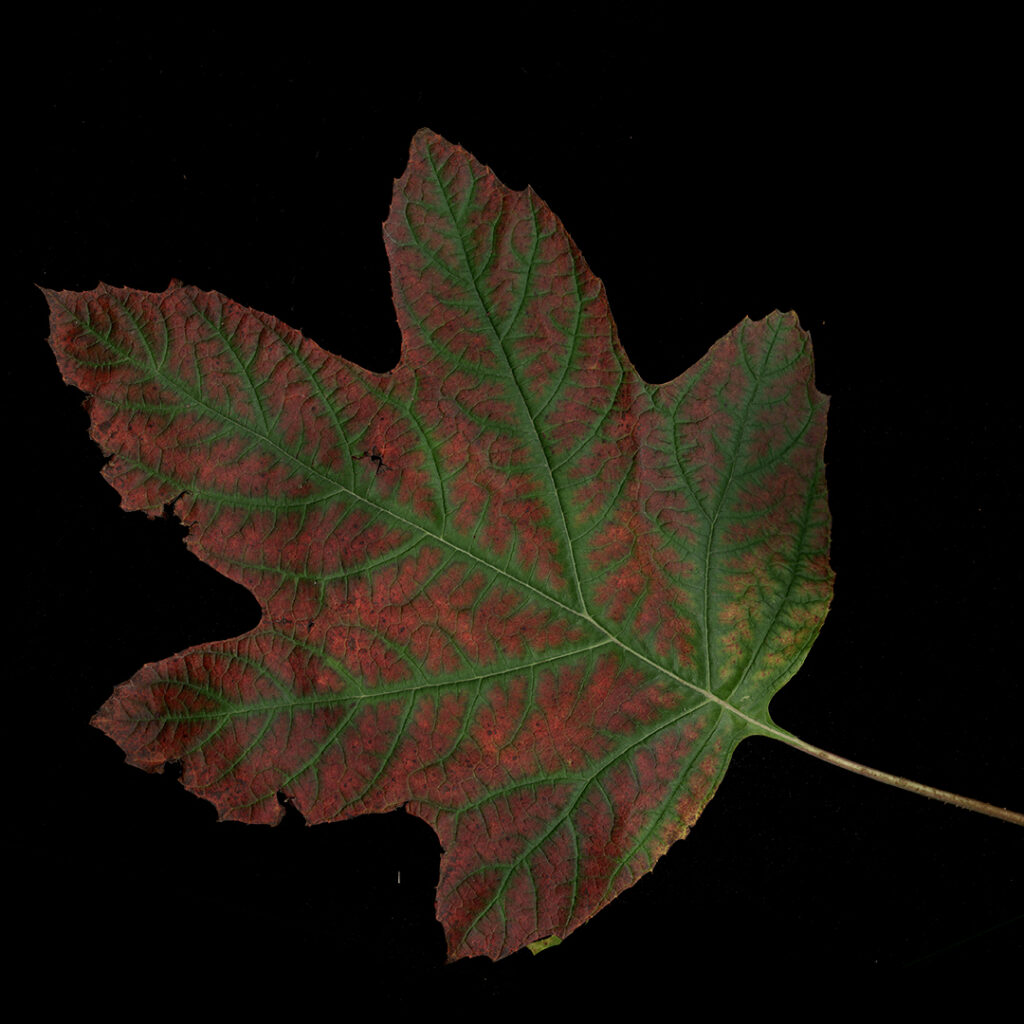 hydrangea leaf
