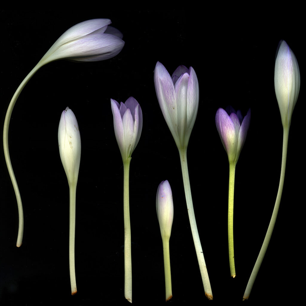 colchicums