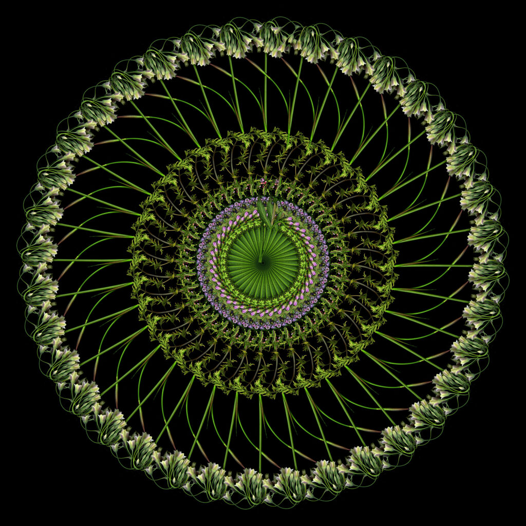 honeybells goatsbeard and more mandala