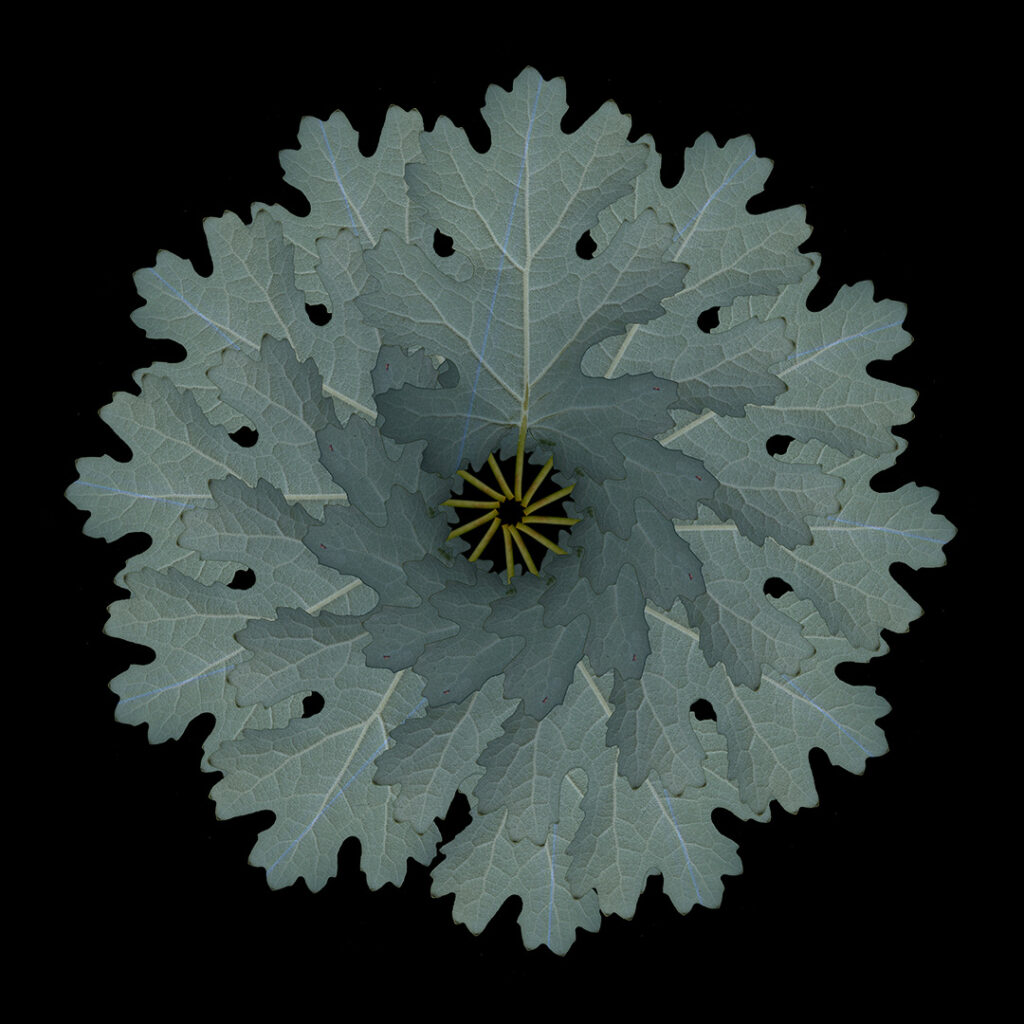 plume poppy