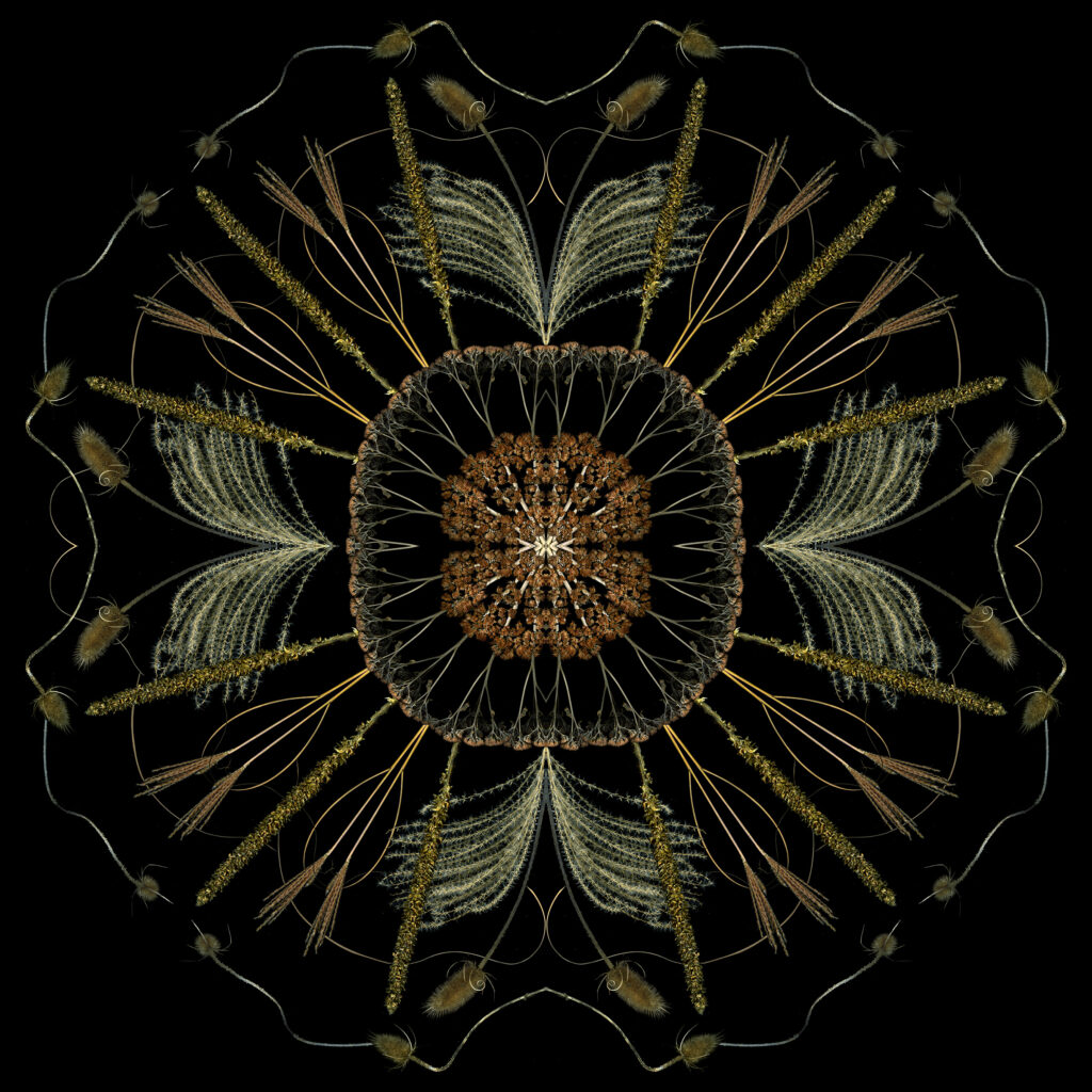 teasel four square
