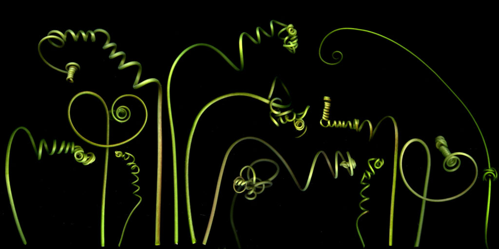 tendrils