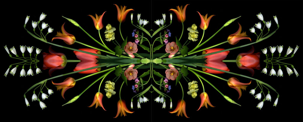 tulip 4 square