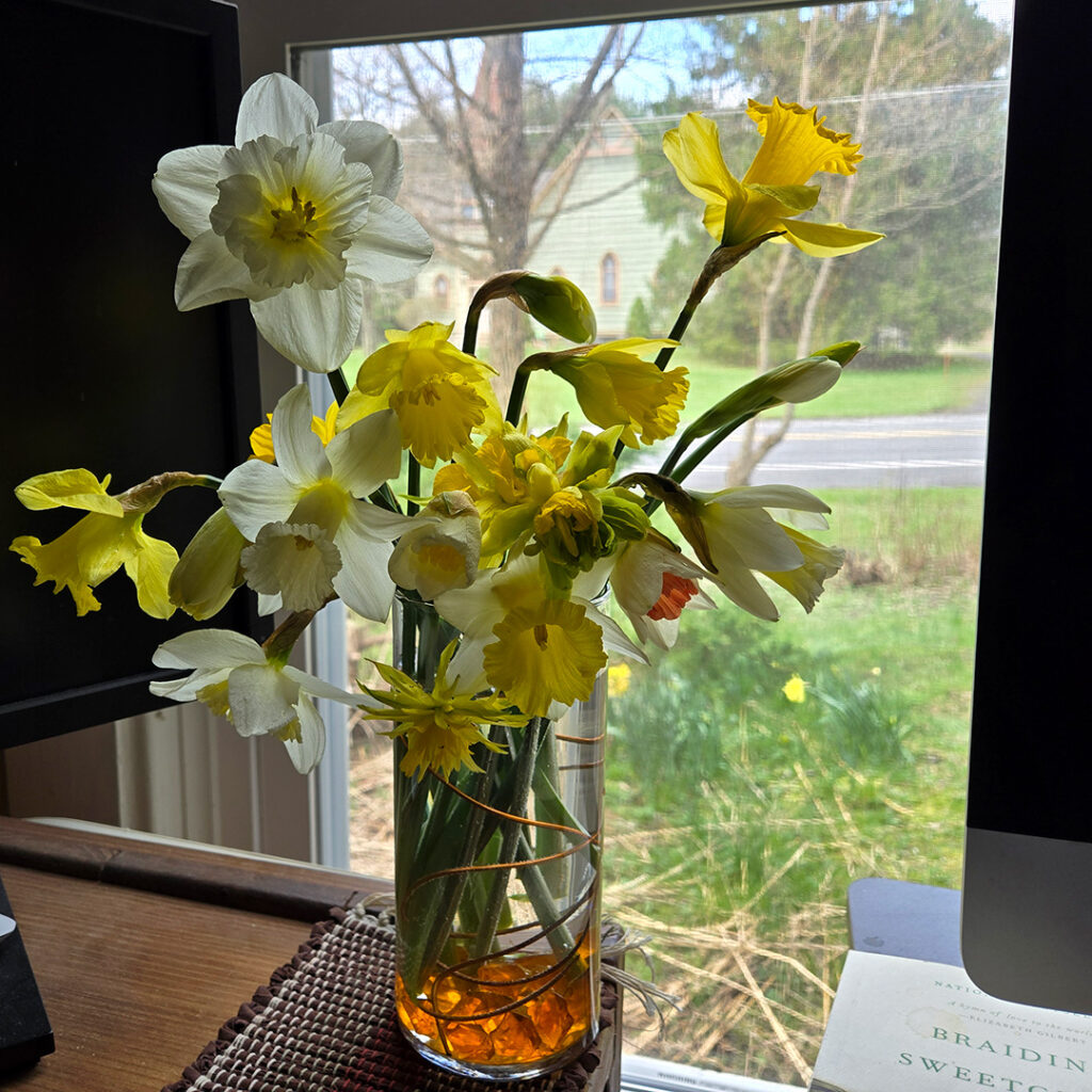 daffs in vase by window
