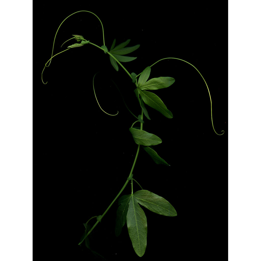 passiflora foliage