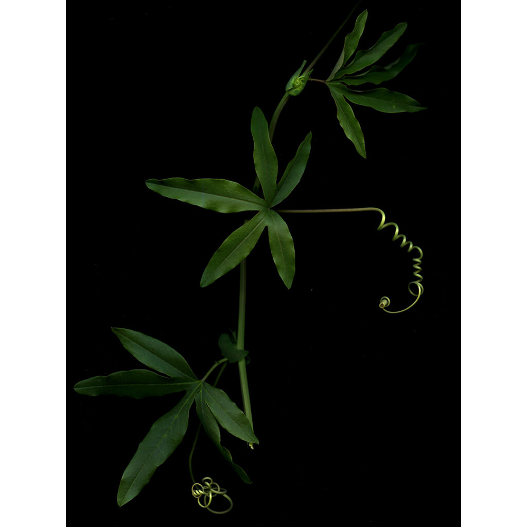 passiflora foliage