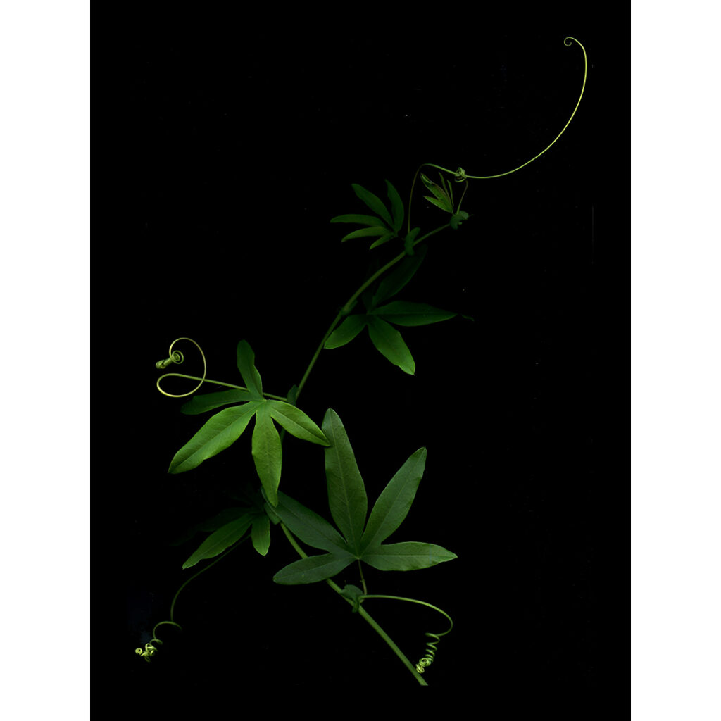 passiflora foliage