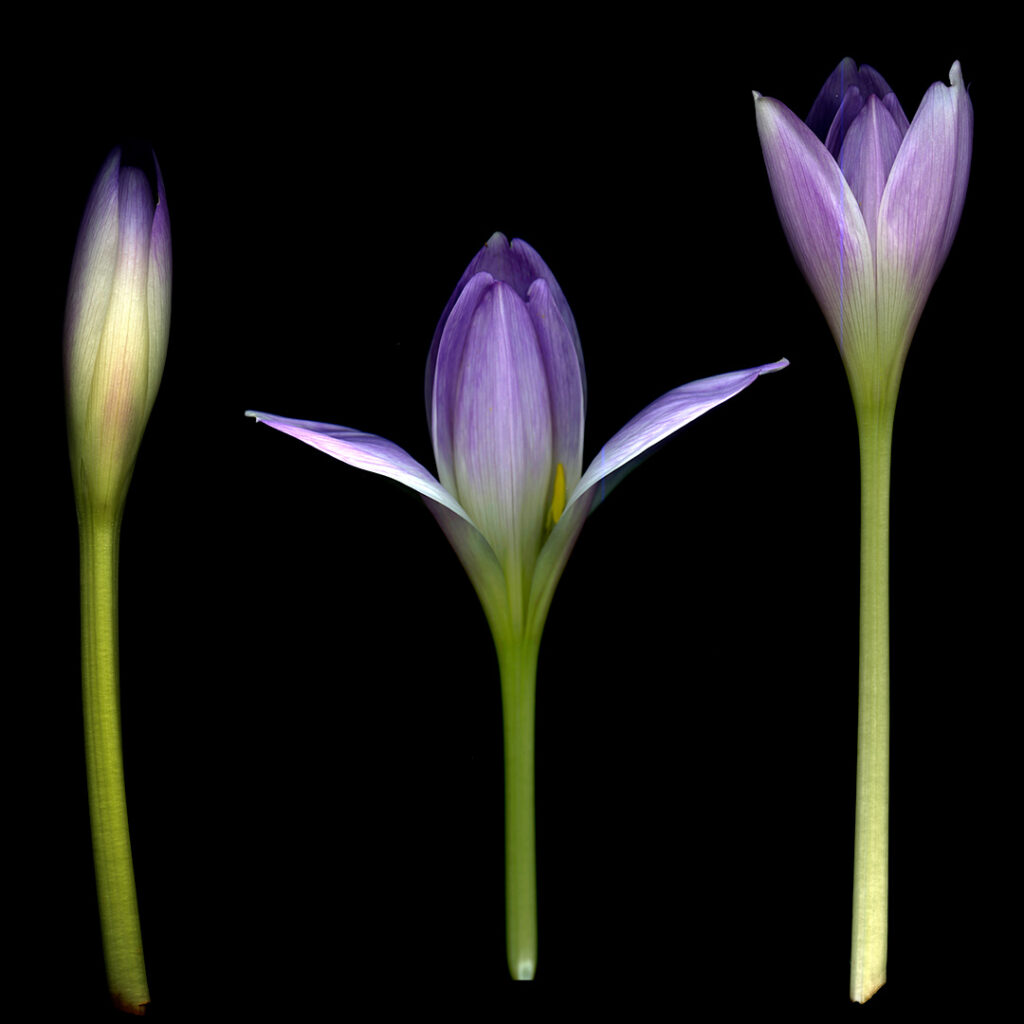 colchicum
