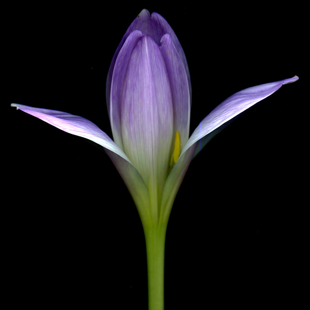 colchicum